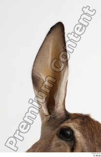 Doe  1 ear 0003.jpg